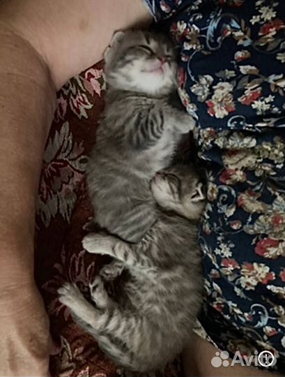 Шотландские вислоухие котята серые