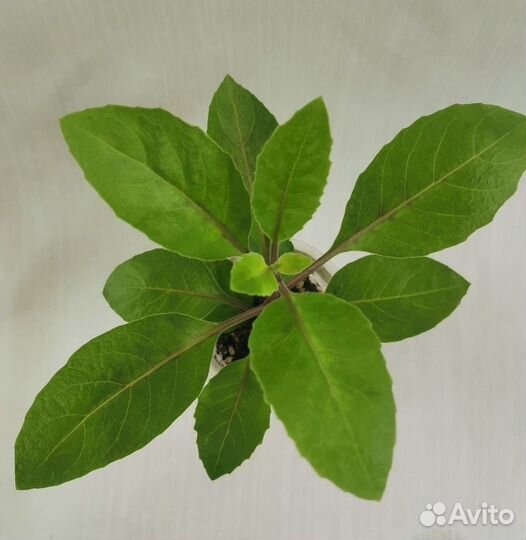 Джинура- листья бога