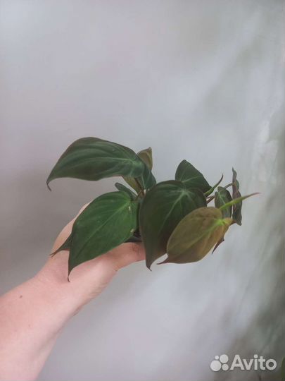 Филодендроны