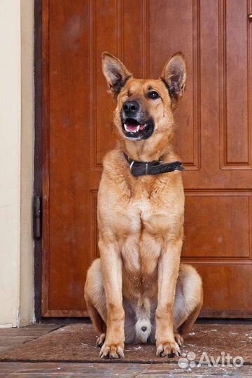 Собаки бесплатно в добрые руки