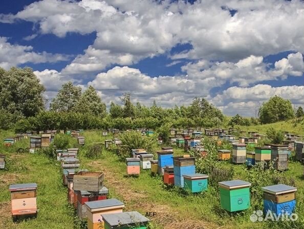 Мед 2024 года из Алтая оптом