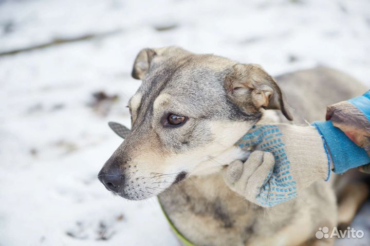 Хорошая собака Патьент ищет дом