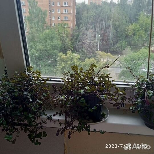 Комнатный цветок традесканция