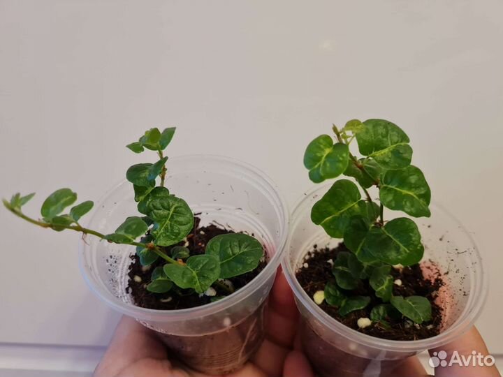 Фикус пумила сноуфлейк вишес керли дуболист миним