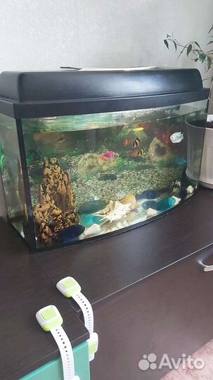 Аквариум вместе с рыбками