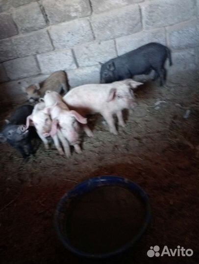 Поросята