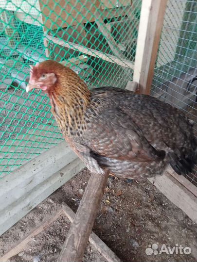 Инкубационные яйцо Билефельдер