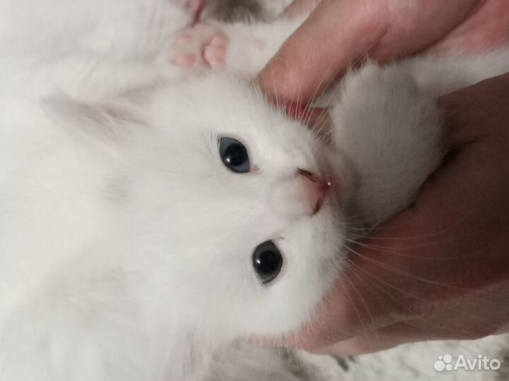 Продам котят