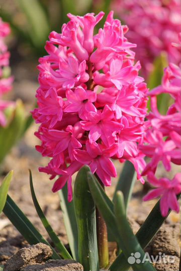 Гиацинты луковицы оптом