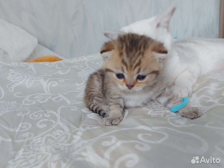 Британские котята