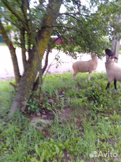 Барашек Куйбышевский