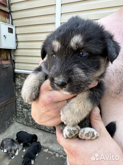 Отдам щенков в хорошие руки