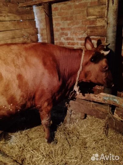 Корова дойная