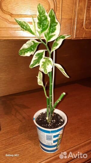 Педилантус