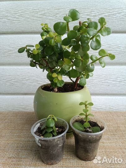 Суккуленты