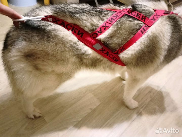 Ездовая шлея для Хаски размер М