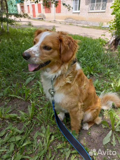 Небольшая собачка