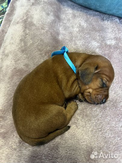 Карликовая такса щенки