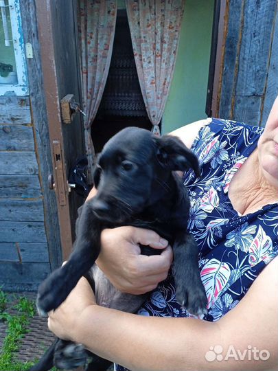 Русский спаниель