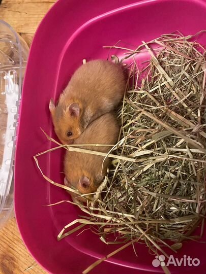 Сирийские хомяки (4 недели)