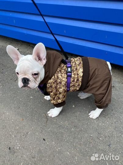 Одежда для собак