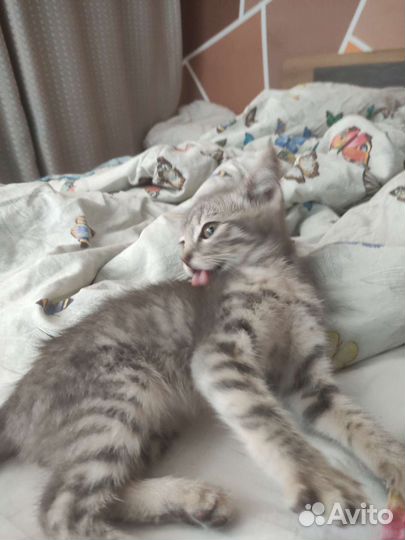 Кошки в добрые руки бесплатно