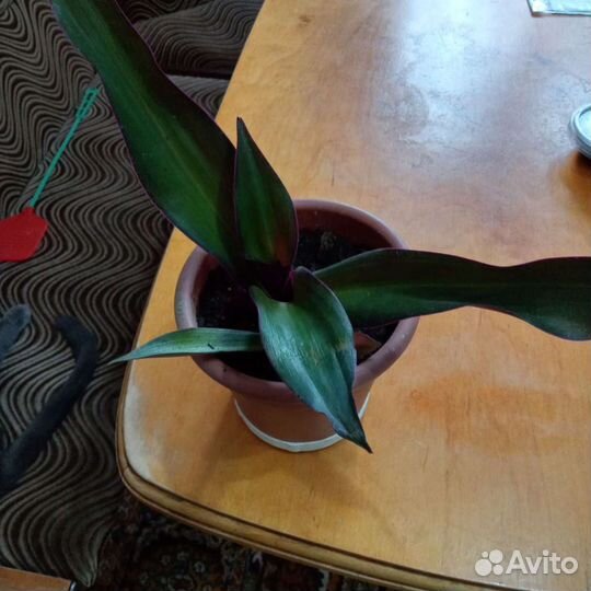 Традесканция рео