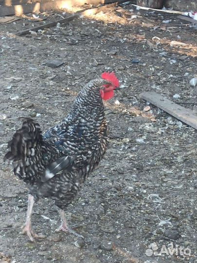 Молодые петухи