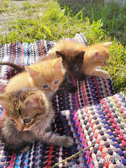 Котята в добрые руки