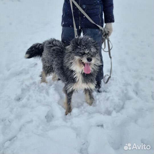 Пес в добрые руки