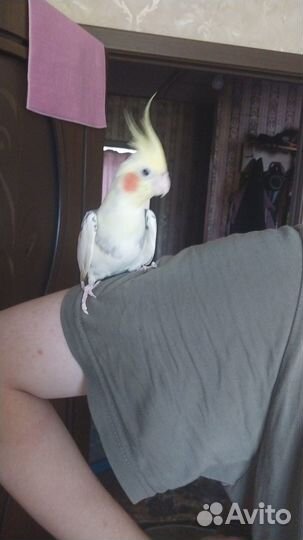 Ручной самец карелла