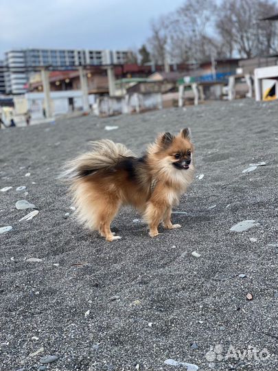 Шпиц на вязку девочка