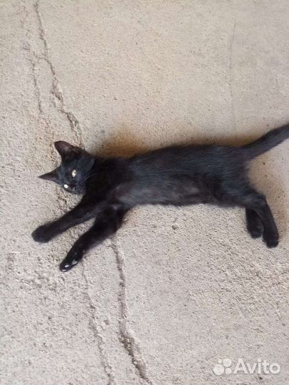 Кошки в добрые руки бесплатно