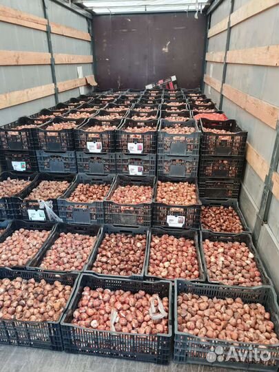 Луковицы тюльпанов оптом