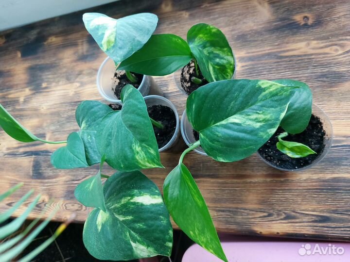 Эпипремнум, хлорофитум, традесканция