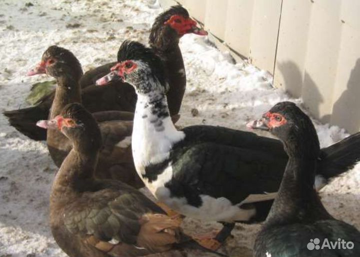 Индоутки кролики петухи