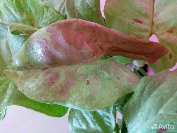 Сингониумы сортовые