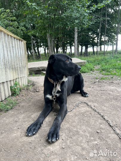 Щенки алабая