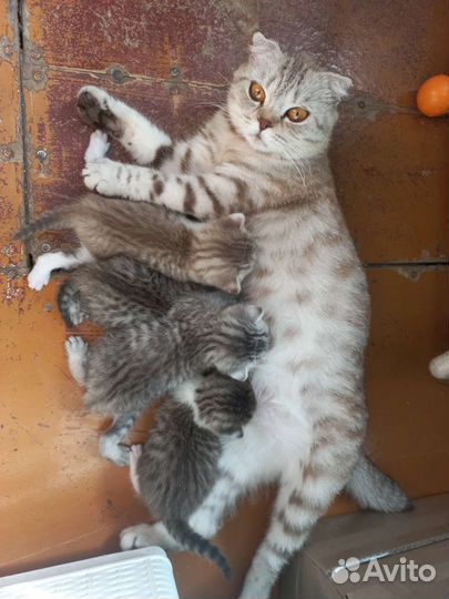 Британская кошка
