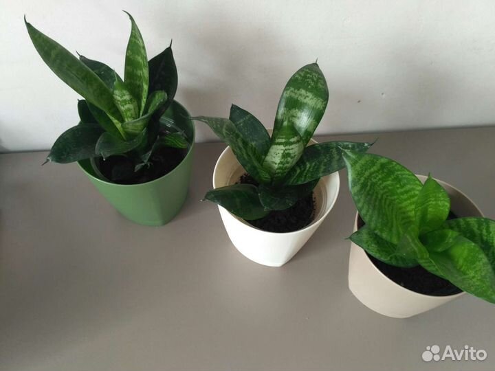 Сансевиерия ханни