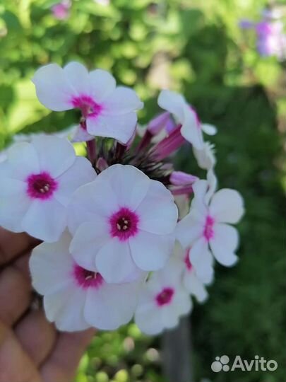 Флоксы сортовые Эсмеральда и др