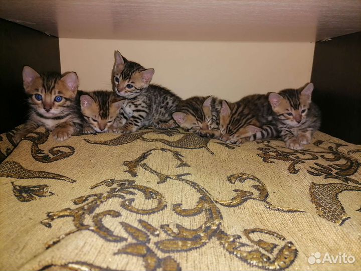 Бенгальские котята