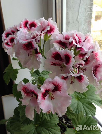 Пеларгония