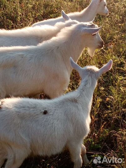 Зааненская дойная коза