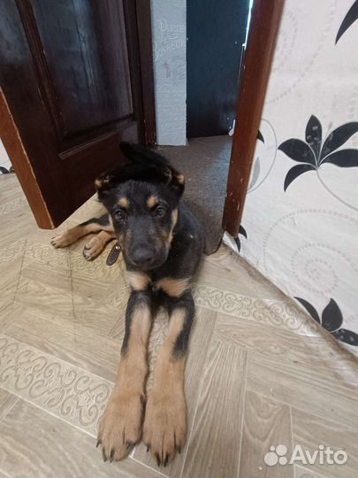 Немецкая овчарка