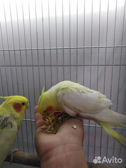 Попугайчики