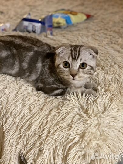 Шотландский кот вязка