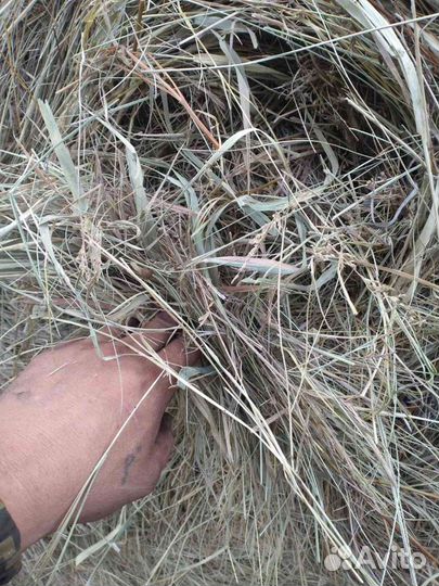 Сено в рулонах с доставкой