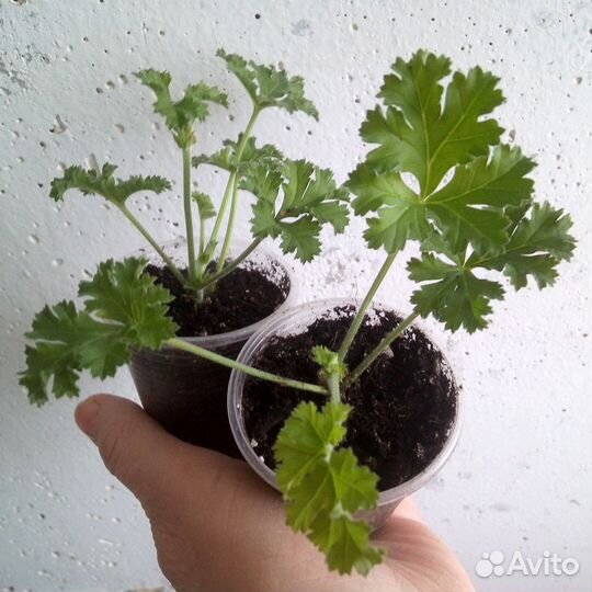 Пеларгония ангел