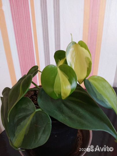 Цветы комнатные